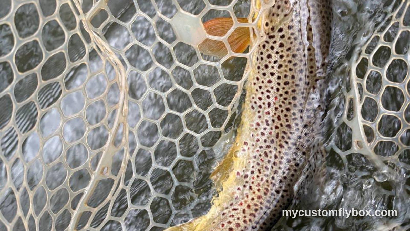 A brown trout resting in a rubber landing net in moving water