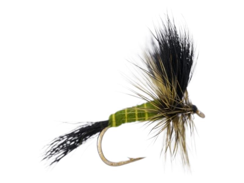 Green Drake