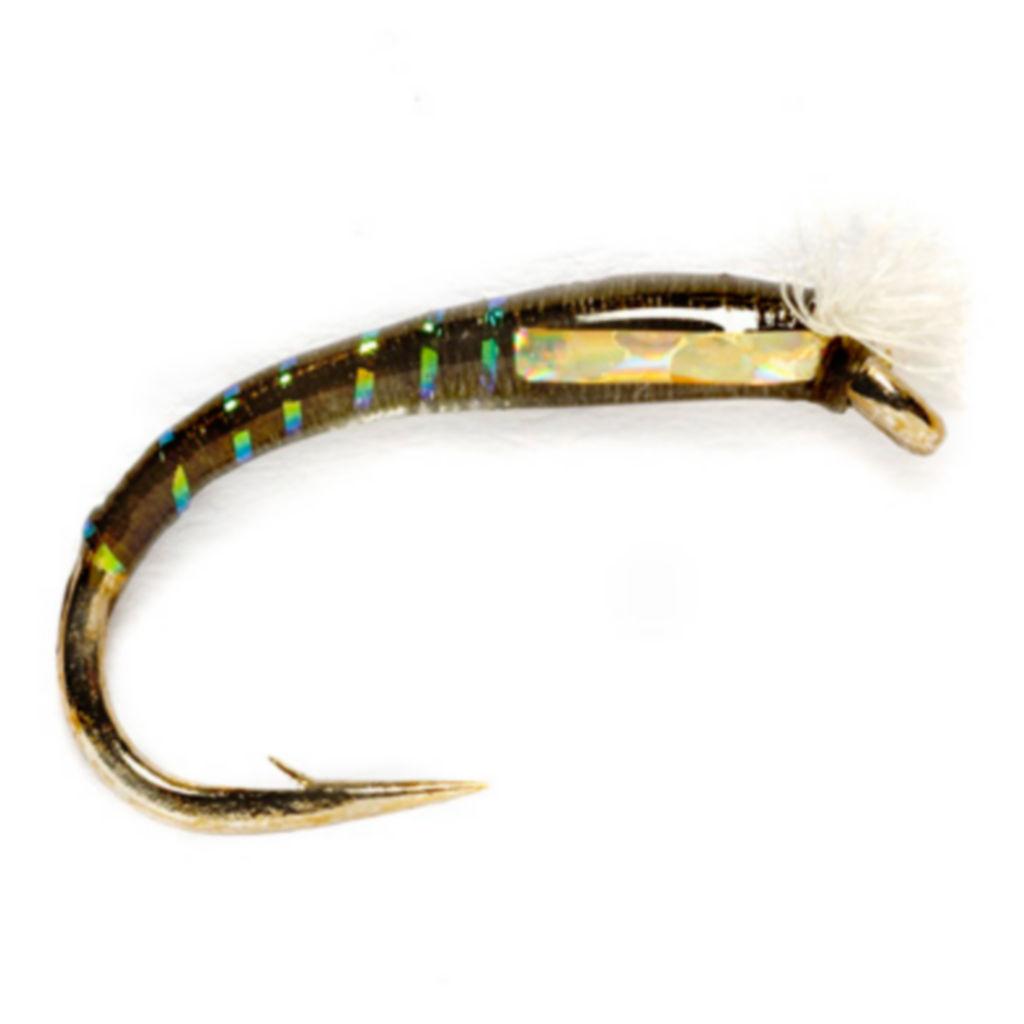 Chironomid