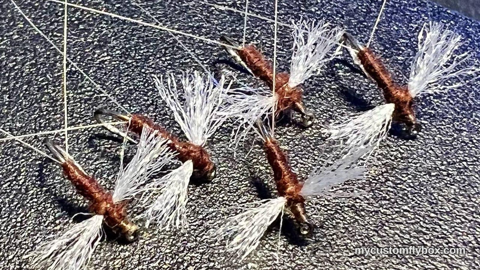 Rusty spent-wing mayfly spinner patterns laid out on a dark fly box