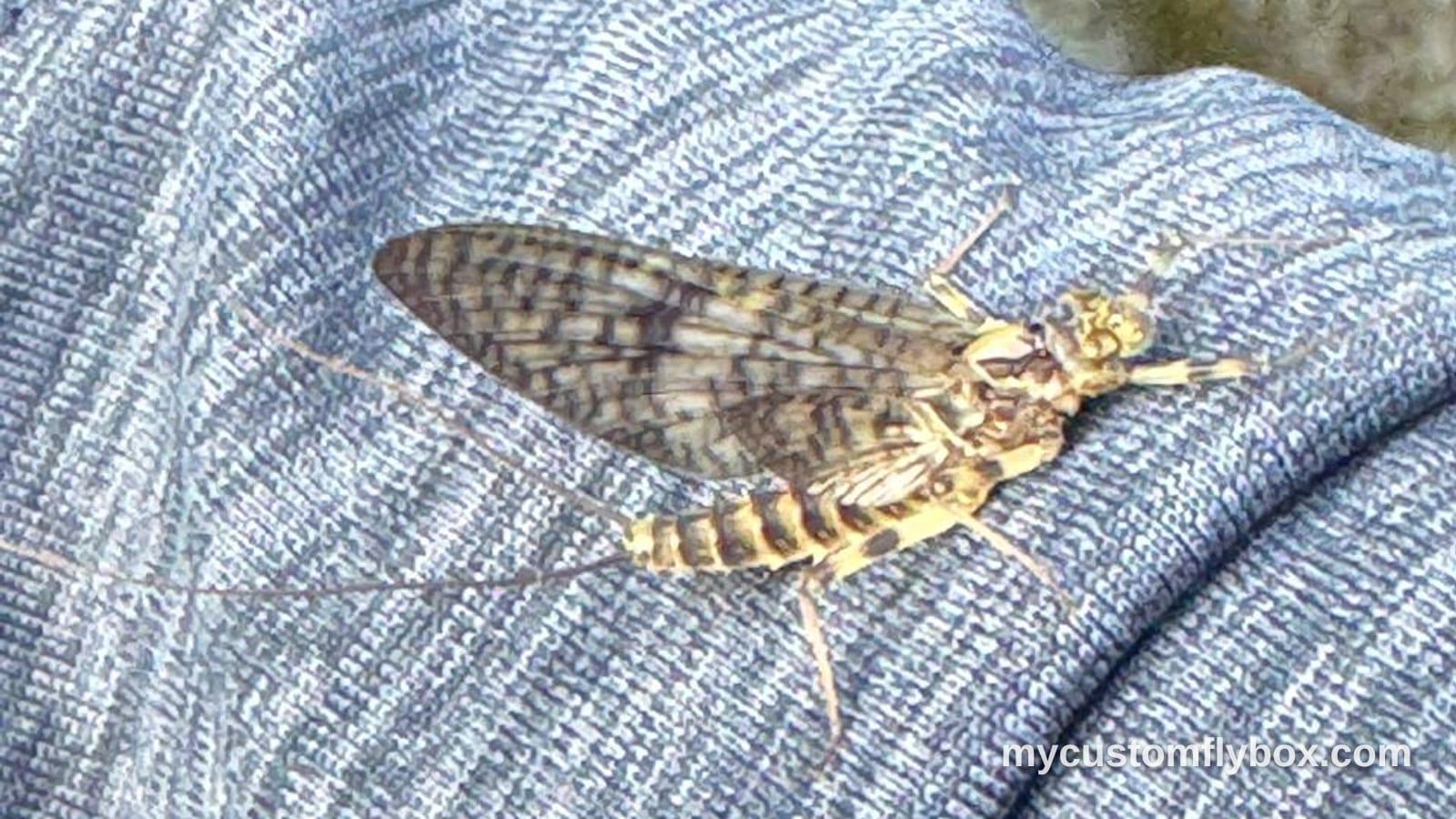 Mayfly resting on a blue shirt beside trout water